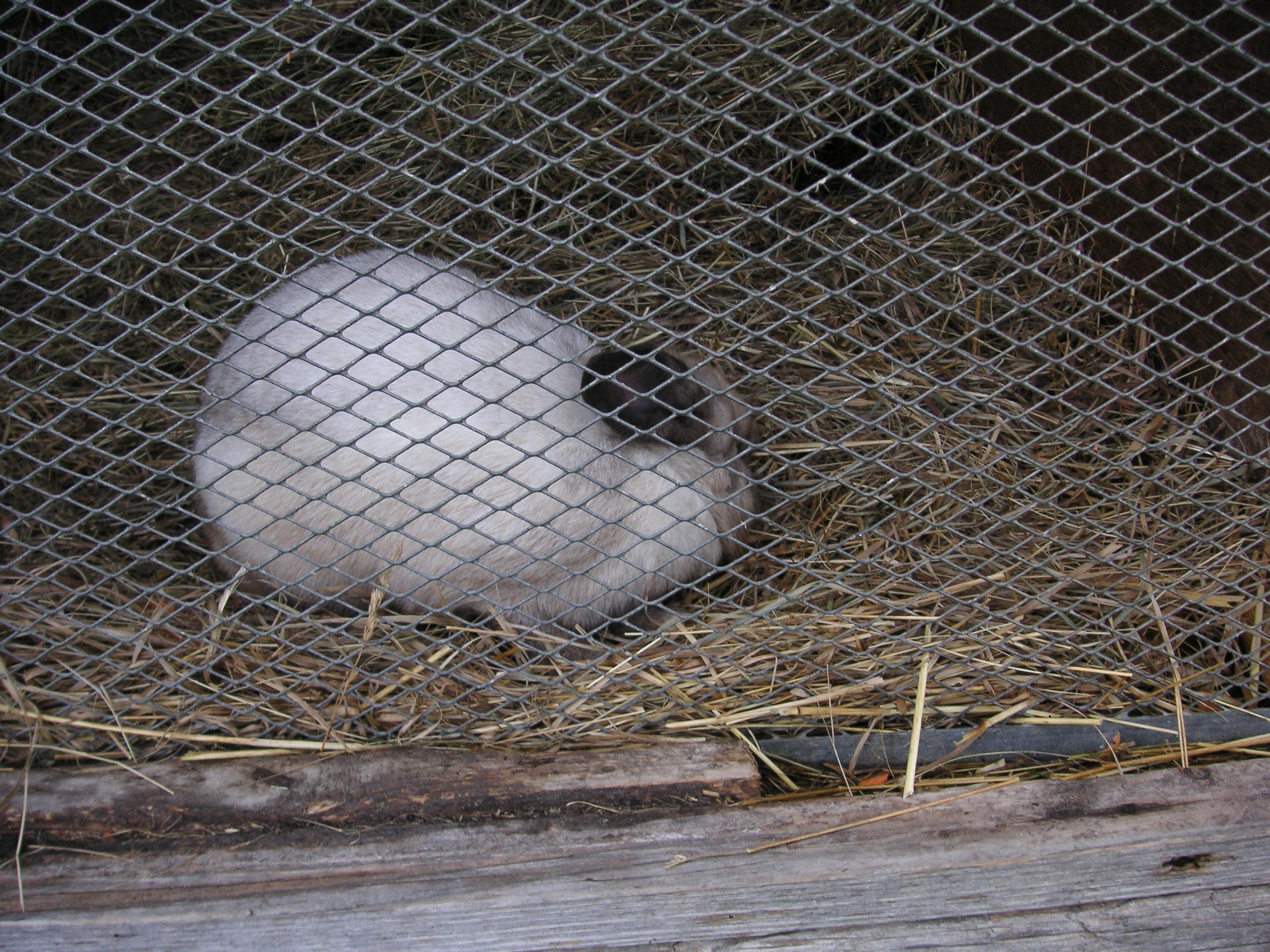 【ＹＳＰ塾　お茶の水】春の体験学習「動物たちといつも一緒！命の尊さ暖かさ体験します」