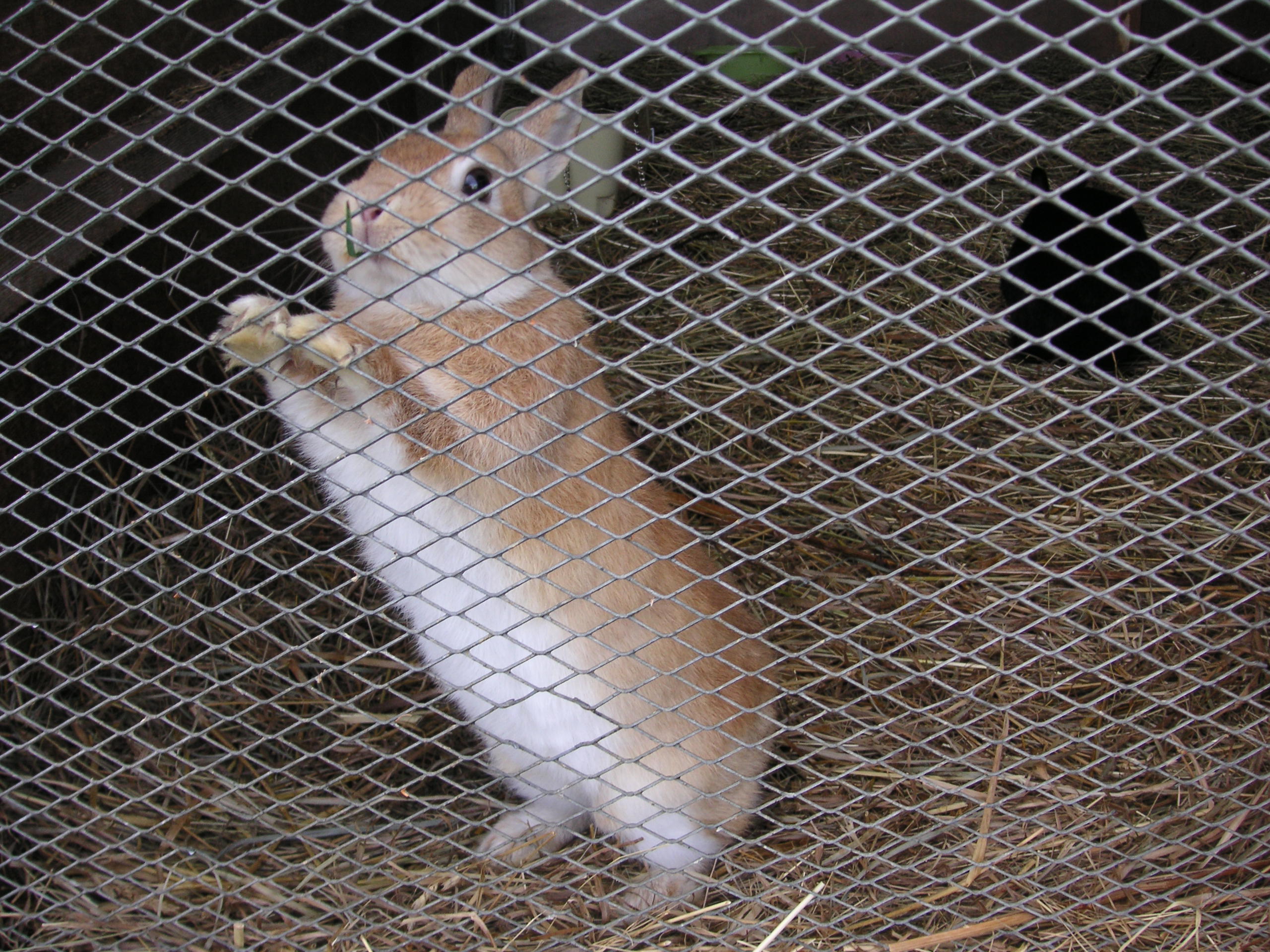 【ＹＳＰ塾　お茶の水】春の体験学習「動物たちといつも一緒！命の尊さ暖かさ体験します」