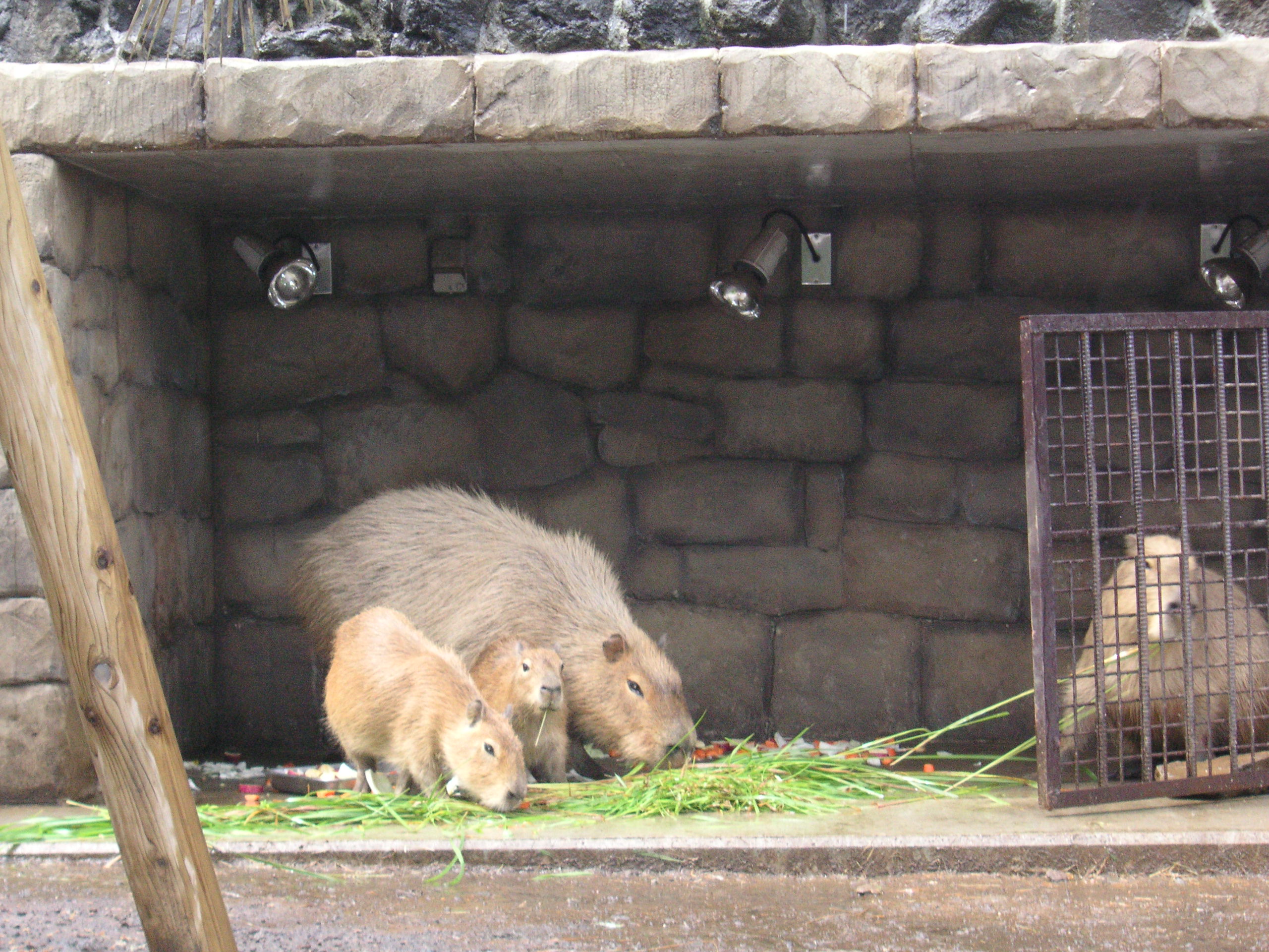 【ＹＳＰ塾　お茶の水】サマースクール「動物たちといつも一緒！命の尊さ暖かさ体験します」