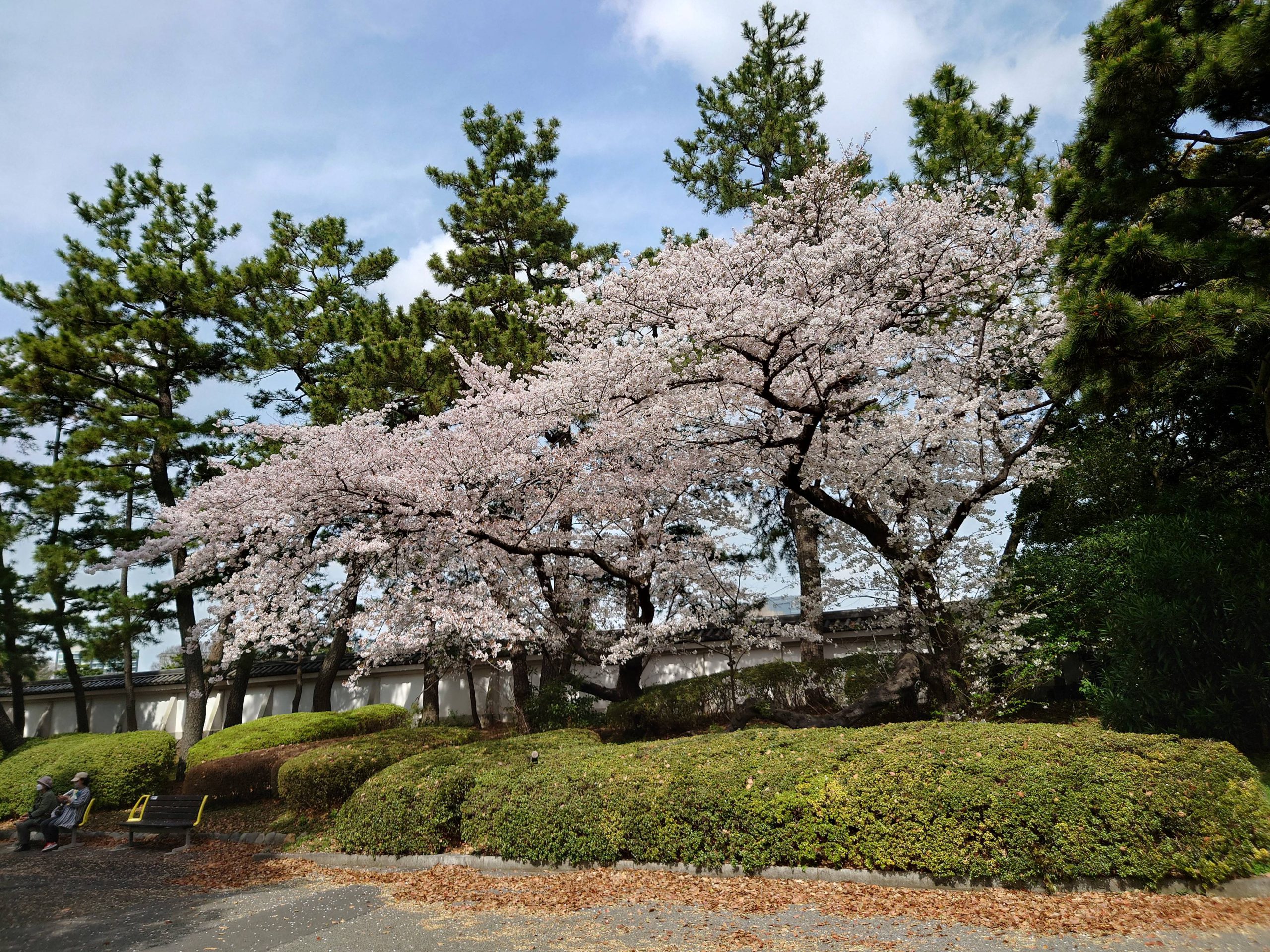 ＹＳＰの特別授業２０２２春③　皇居の桜